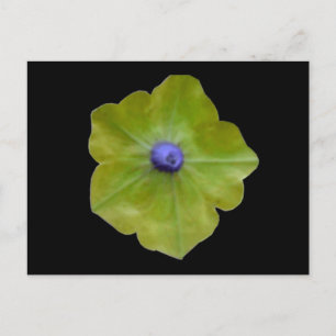 Carte postale Petunia Green et Blue