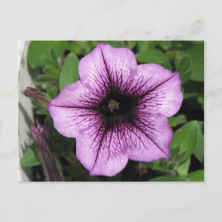 Carte Postale Petunia pourpre