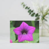 Carte Postale Petunia pourpre (Debout devant)