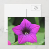 Carte Postale Petunia pourpre (Devant / Derrière)