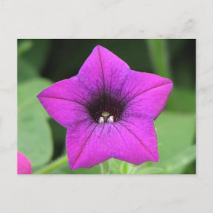 Carte Postale Petunia pourpre
