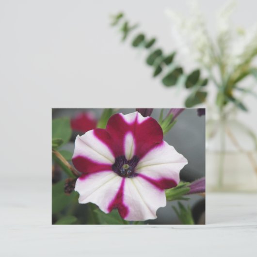 Carte Postale Pétunia pourpre rayé (Debout devant)