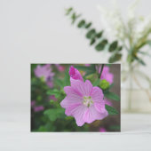 Carte Postale Petunia rose (Debout devant)