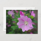 Carte Postale Petunia rose (Devant / Derrière)