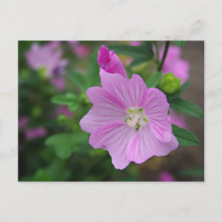 Carte Postale Petunia rose