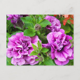 Carte Postale Petunia Tumbelina Julia