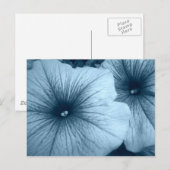 Carte Postale Petunias bleu (Devant / Derrière)