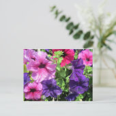Carte Postale Petunias colorées (Debout devant)