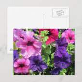 Carte Postale Petunias colorées (Devant / Derrière)