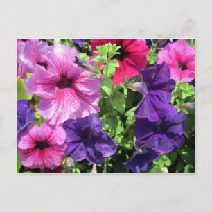 Carte Postale Petunias colorées