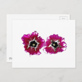 Carte Postale Petunias d'été (Devant / Derrière)