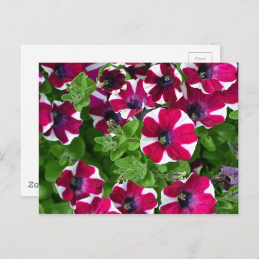 Carte Postale Pétunias rayées rouges et blanches (Devant / Derrière)