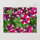 Carte Postale Pétunias rayées rouges et blanches (Devant)
