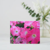 Carte Postale Pétunias rose (Debout devant)
