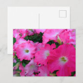 Carte Postale Pétunias rose (Devant / Derrière)