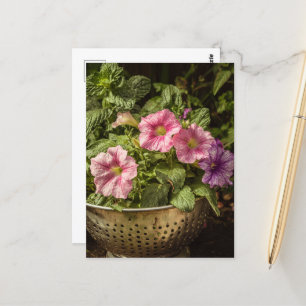 Carte Postale Petunias violet et rose