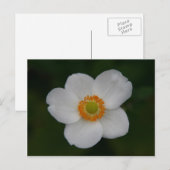 Carte Postale Petwhite (Devant / Derrière)