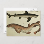 Carte Postale Peu chiens de mer repérés (Devant / Derrière)