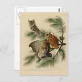 Carte Postale Peu de hibou de cri strident (Devant / Derrière)