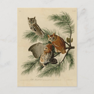 Carte Postale Peu de hibou de cri strident