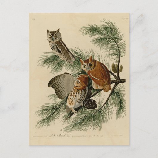 Carte Postale Peu de hibou de cri strident (Devant)