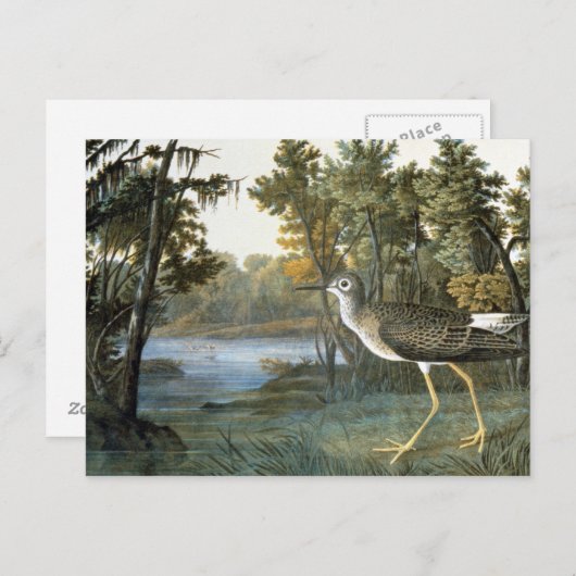 Carte Postale Peu de Yellowlegs (Devant / Derrière)