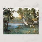Carte Postale Peu de Yellowlegs (Devant)