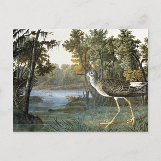 Carte Postale Peu de Yellowlegs (Devant)