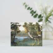 Carte Postale Peu de Yellowlegs (Debout devant)