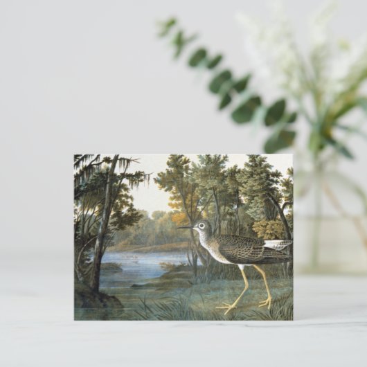 Carte Postale Peu de Yellowlegs (Debout devant)