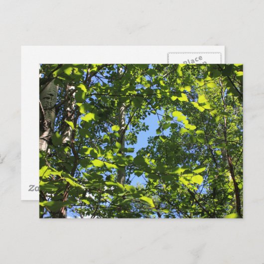 Carte Postale peupliers en peuplier (Devant / Derrière)