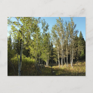 Carte Postale Peupliers le long du sentier Moose Ponds à Grand T