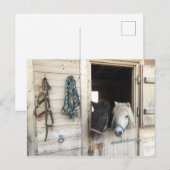 Carte Postale Pferder (Devant / Derrière)