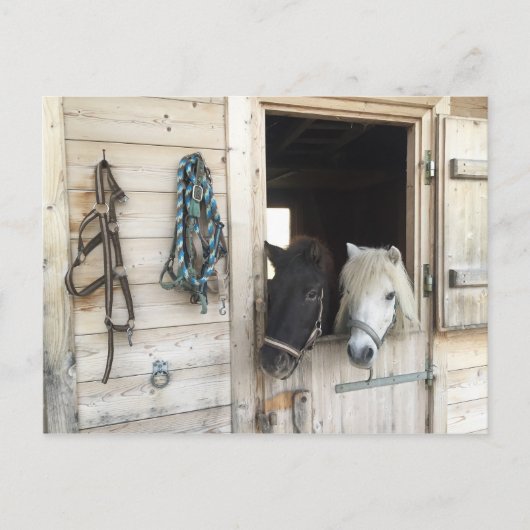 Carte Postale Pferder (Devant)