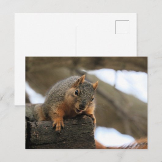 Carte Postale Pfft (Devant / Derrière)