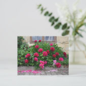 Carte Postale Pfingstrose (Debout devant)