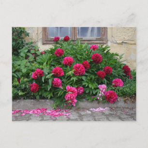 Carte Postale Pfingstrose