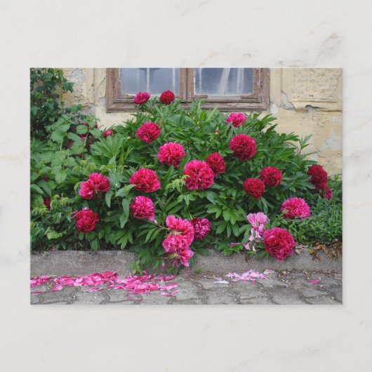 Carte Postale Pfingstrose (Devant)