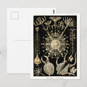 Carte Postale Phaeodaria   61 Or   Ernst Haeckel  