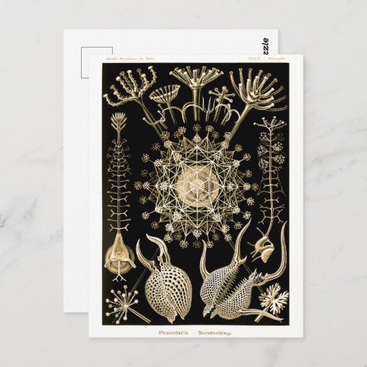 Carte Postale Phaeodaria | 61 Or | Ernst Haeckel | (Devant / Derrière)