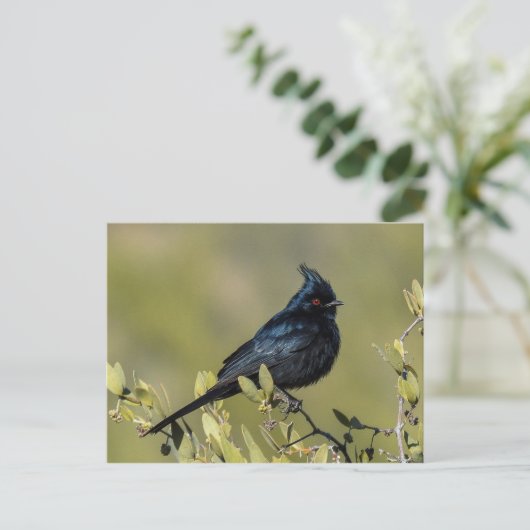 Carte postale Phainopepla (Debout devant)