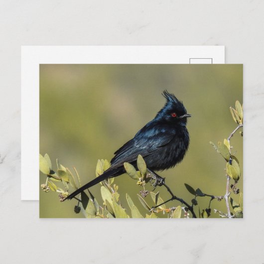 Carte postale Phainopepla (Devant / Derrière)