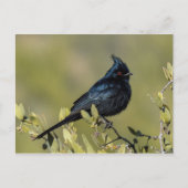Carte postale Phainopepla (Devant)