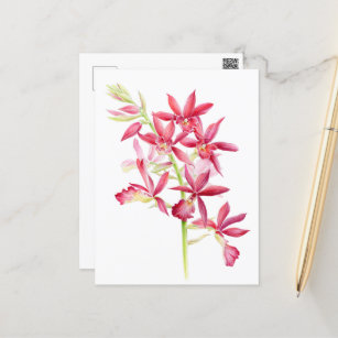 Carte Postale Phaiocalanthe Parkside rouge orchidée aquarelle ar