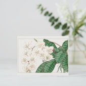 Carte Postale Phalaenopsis par Tanigami Konan (Debout devant)