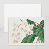 Carte Postale Phalaenopsis par Tanigami Konan (Devant / Derrière)