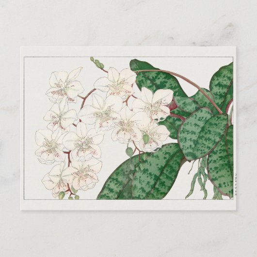 Carte Postale Phalaenopsis par Tanigami Konan (Devant)