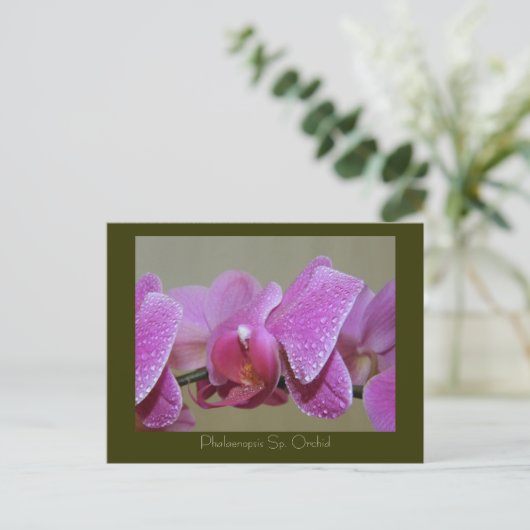 Carte Postale Phalaenopsis Sp. Orchidée (Debout devant)