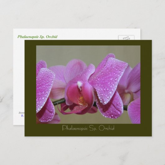 Carte Postale Phalaenopsis Sp. Orchidée (Devant / Derrière)