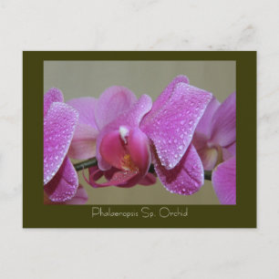 Carte Postale Phalaenopsis Sp. Orchidée